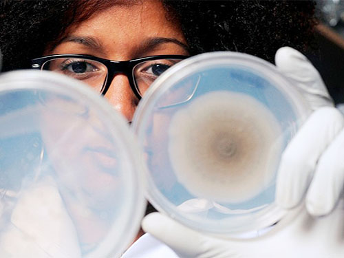 petri-dishes-atmosphere-microbes-eu