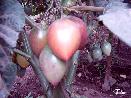 iniap-tomate-arbol-eu