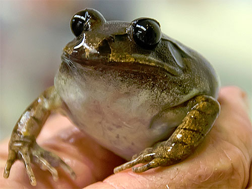 Barred_frog
