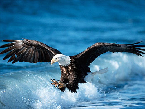 aguila-cazando-eu