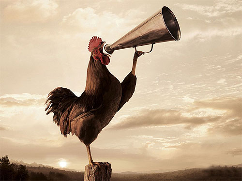 gallos-programados-para-cantar-eu
