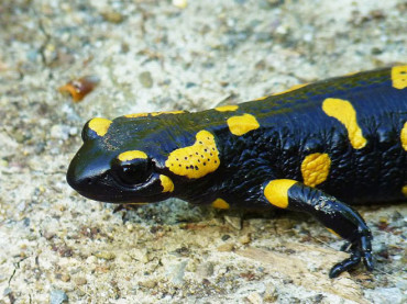 Así regeneran su cuerpo las salamandras